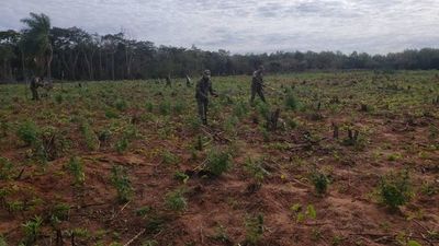 Destruyen 6 hectáreas de marihuana en el distrito de Ypejhú - Nacionales - ABC Color