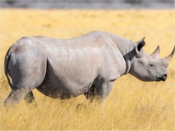 Caza furtiva de rinocerontes cae un 53% por el coronavirus en Sudáfrica