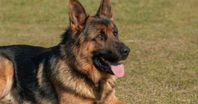 Muere el primer perro que dio positivo en prueba de covid-19 en EEUU - Mascotas - ABC Color