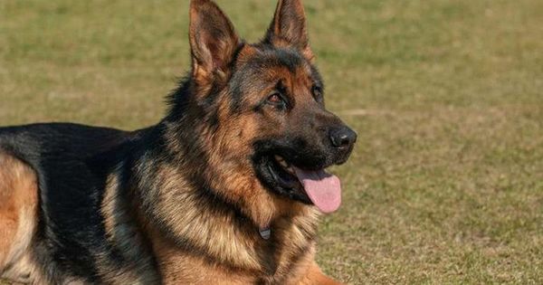 Muere el primer perro que dio positivo en prueba de covid-19 en EEUU - Mascotas - ABC Color
