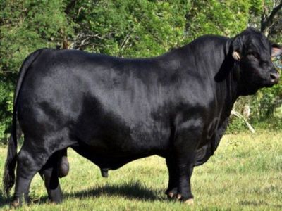 Genética de toro paraguayo campeón va a la Argentina - Digital Misiones