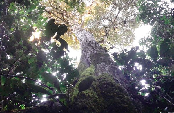 Los bosques desconocidos - ABC Revista - ABC Color