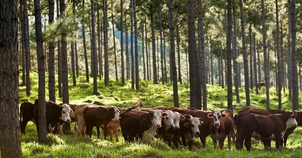 Paraguay muestra avances en la producción ganadera sustentable, según el BID