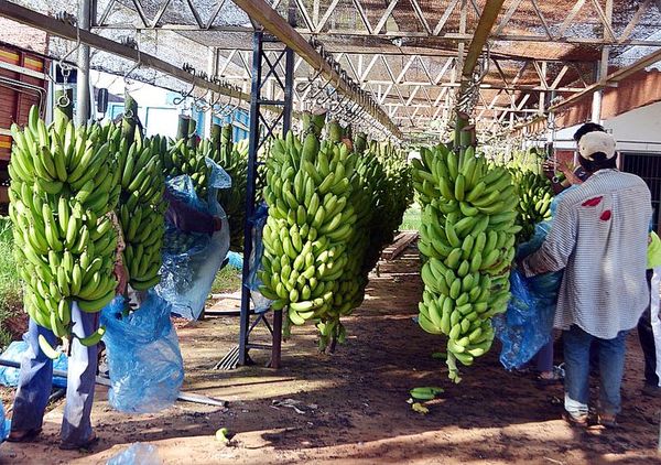 Bananeros preocupados por poca venta - Nacionales - ABC Color