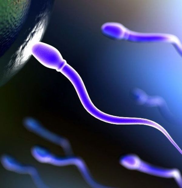 Los espermatozoides humanos no nadan de la forma que se creía hasta ahora - Ciencia - ABC Color