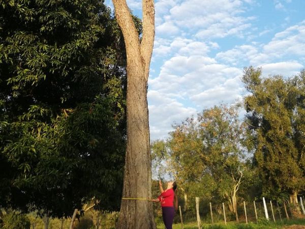 Colosos de la Tierra: Guairá encanta con sus árboles nativos