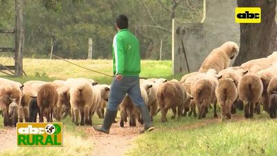 Abc Rural: Manejo en creep feeding apuntando al Cordero Misionero - ABC Rural - ABC Color