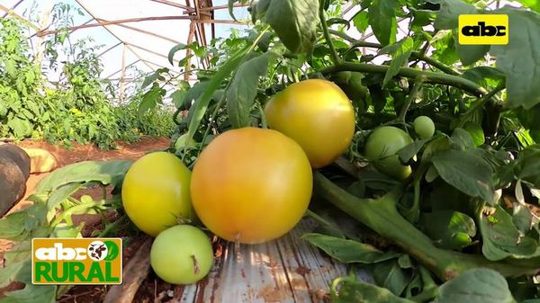 Abc Rural: Tutorado de tomate variedad indeterminada - ABC Rural - ABC Color