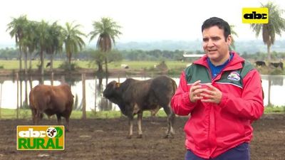 Abc Rural: Uso de maíz a grano entero en confinamiento - ABC Rural - ABC Color