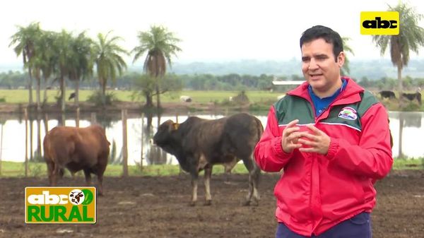 Abc Rural: Uso de maíz a grano entero en confinamiento - ABC Rural - ABC Color