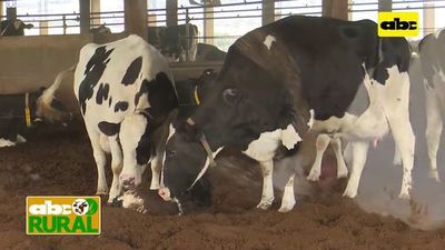 Abc Rural: Nacimiento de ternera de leche y uso de semen sexado - ABC Rural - ABC Color
