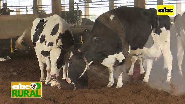 Abc Rural: Nacimiento de ternera de leche y uso de semen sexado - ABC Rural - ABC Color