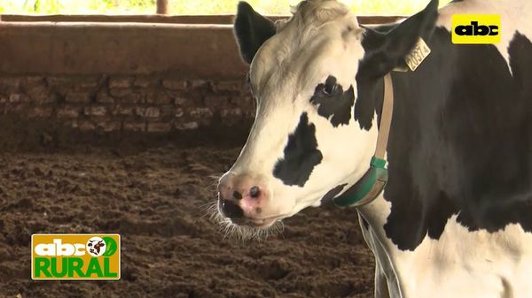 Abc Rural: Nutrición de precisión en vacas lecheras de alta producción - ABC Rural - ABC Color