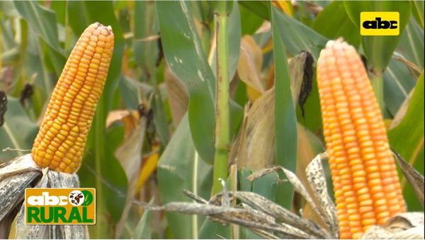 Abc Rural: Maíz para grano y para ensilado; lo que busca el productor - ABC Rural - ABC Color