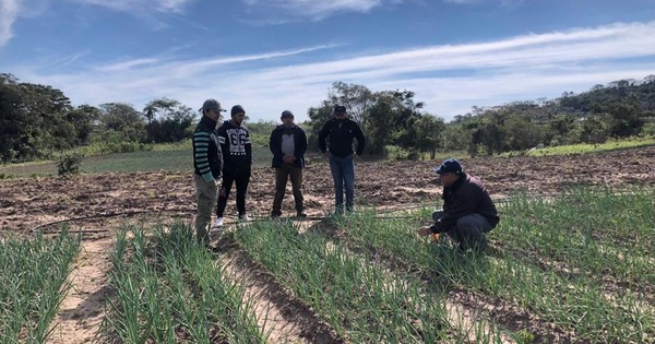 Destacan producción de huertas familiares en Paraguarí