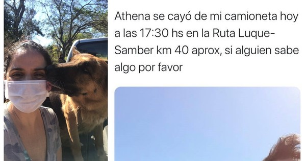 Apareció Athena, caso viral de la perra extraviada tras caer de camioneta en marcha