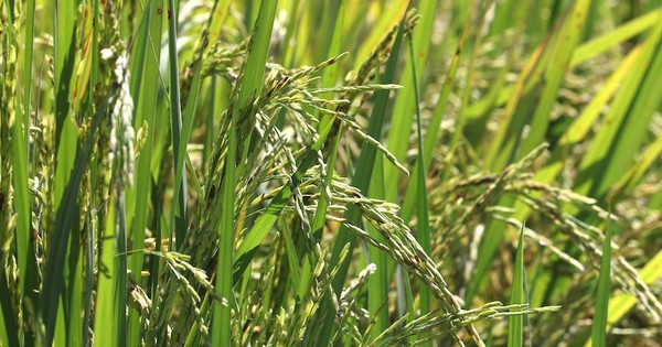 La pandemia tuvo un mínimo impacto en sector arrocero