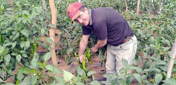 Producción de locote se vuelve rentable - Nacionales - ABC Color