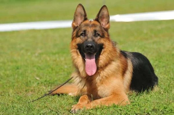 Fallece el primer perro diagnosticado con el Covid-19