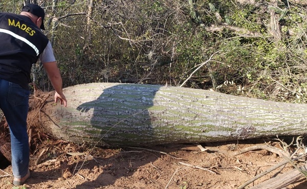 Intervienen un establecimiento por desmonte de la cobertura boscosa en Boquerón » Ñanduti