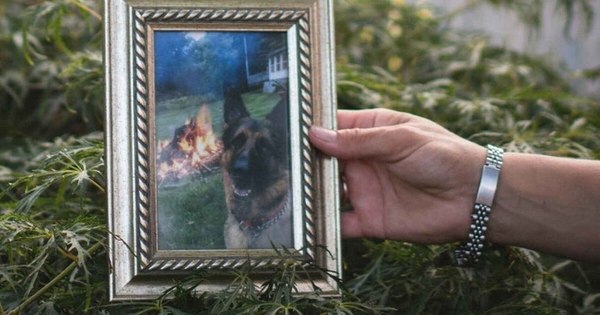 Buddy, pastor alemán de 7 años: inesperada víctima de COVID-19