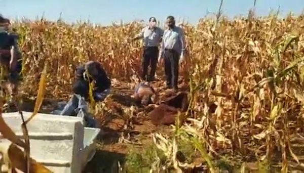 Hallan cadáver con heridas de arma de fuego en un maizal del distrito de Zanja Pytã