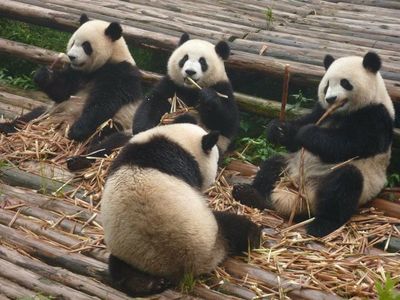 La protección de los osos panda no ayuda a todas las especies de su hábitat