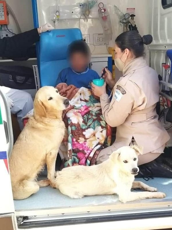 Perros no abandonaron a un niño que fue encontrado luego de 19 horas de desaparecido