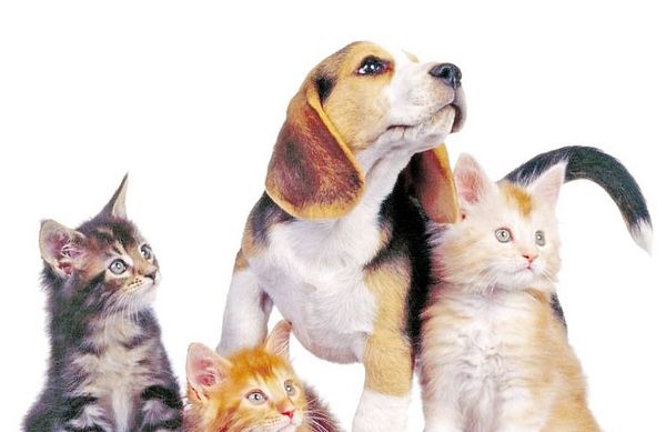 Las mascotas y sus cuidados en días fríos - Nacionales - ABC Color