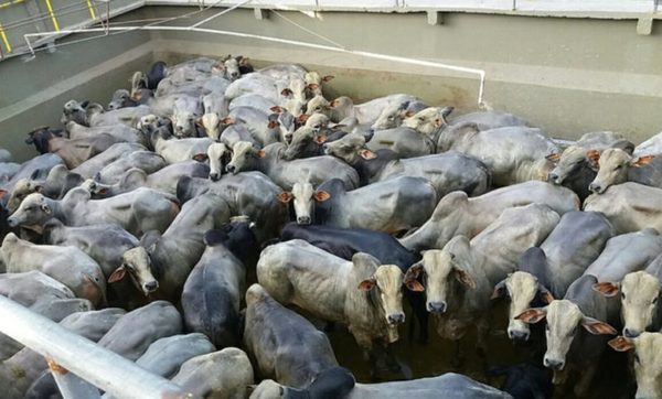 Casos de Covid-19 en frigoríficos no afectaría el precio del ganado y seguiría subiendo, según Pettengill