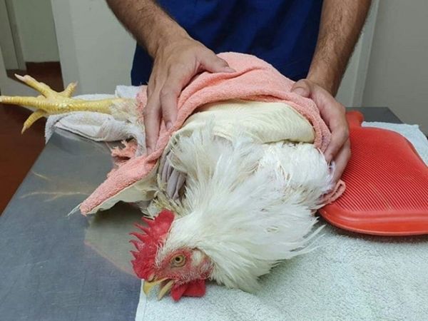 Un gallo fue operado por fractura de pata