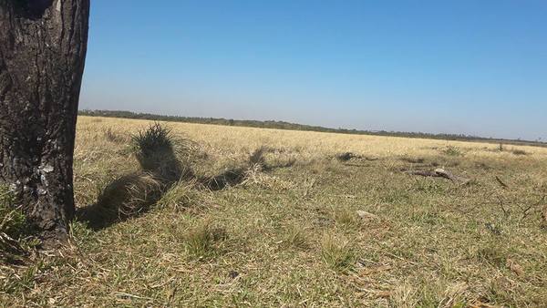Meteorología no prevé lluvias importantes en agosto y la sequía se agudizará - Digital Misiones