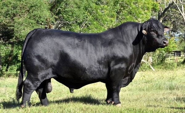 HOY / "Trueno", el toro que ejemplifica la calidad genética del hato de Paraguay