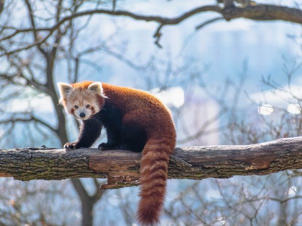 Una cría de un raro panda rojo nace en un zoológico de Berlín