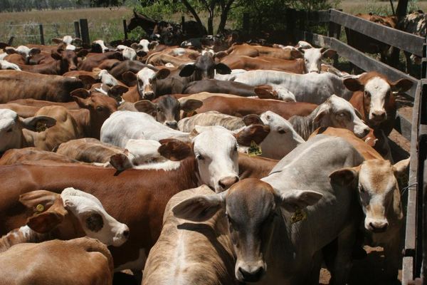 Precio del ganado a frigorífico cortó tendencia alcista, ofrecen US$ 0,10 menos