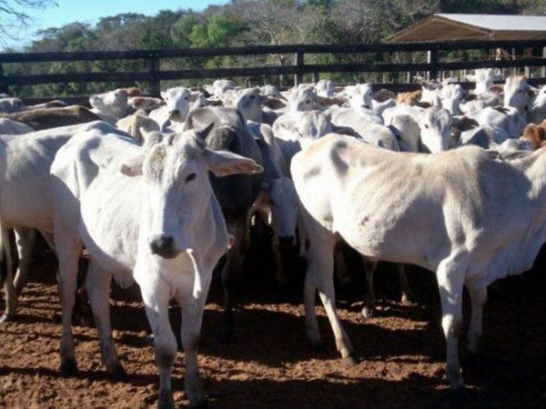 En el Chaco venden todos sus animales antes de que mueran por la sequía