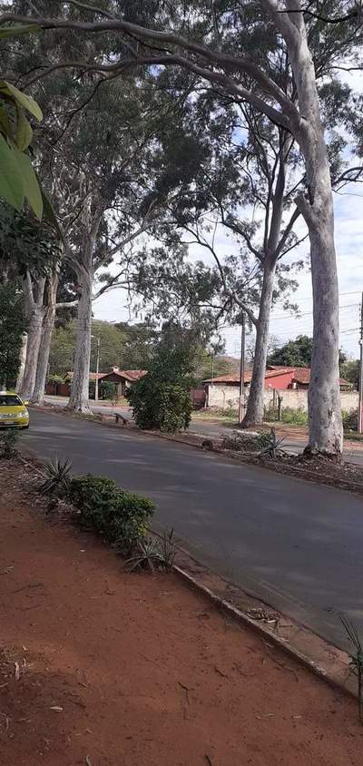 Denuncian posible tala de 28 eucaliptos centenarios en San Lorenzo » Ñanduti