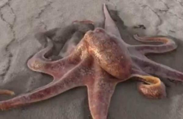 La verdad del video del pulpo gigante que pasea por la playa - C9N