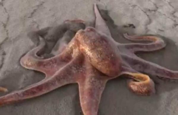 La verdad del video del pulpo gigante que pasea por la playa - SNT