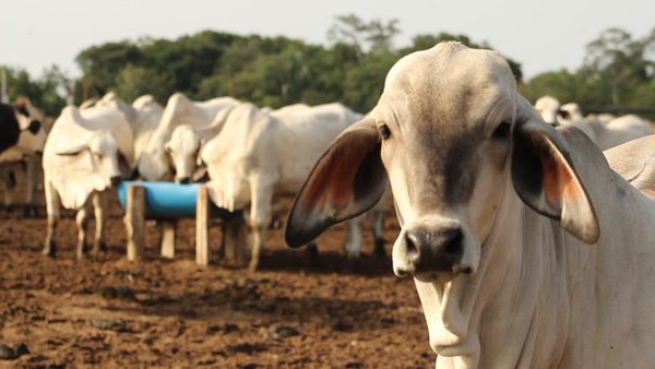 Precio de la carne no compensa a los costos de producción