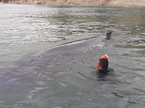 Rescatan a ballena jorobada en las costas del norte de Ecuador