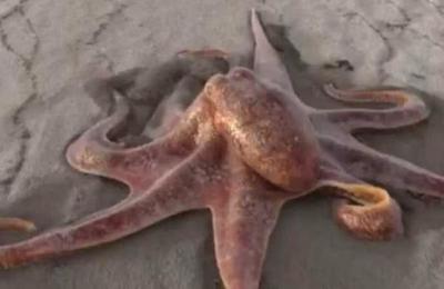 La verdad del video del pulpo gigante que pasea por la playa - C9N