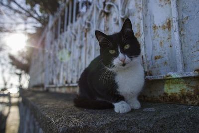 Un gato doméstico, la primera mascota con coronavirus en el Reino Unido - Mascotas - ABC Color