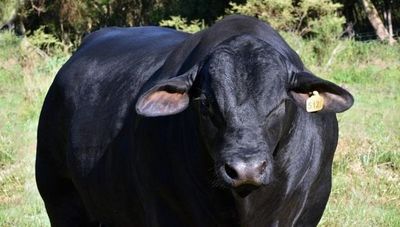 Orgullo nacional: Genética de Arasunu, el toro paraguayo campeón mundial arribó a Argentina (y próximamente a Brasil, Bolivia y México)