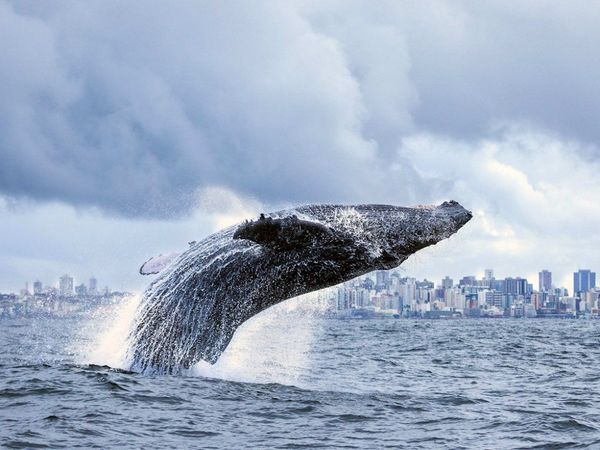 El silencio de la pandemia atrae a las ballenas hacia el litoral brasileño