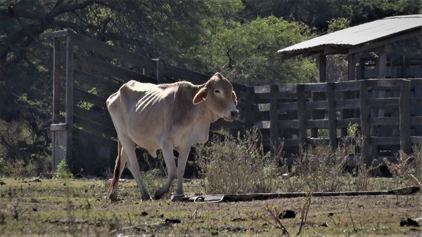 La sequía continúa causando estragos en la producción ganadera del Chaco