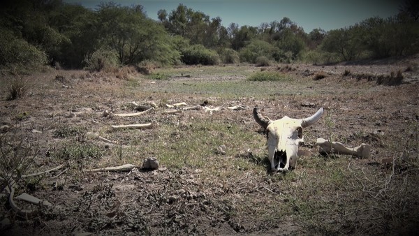 La sequía continúa causando estragos en la producción ganadera del Chaco