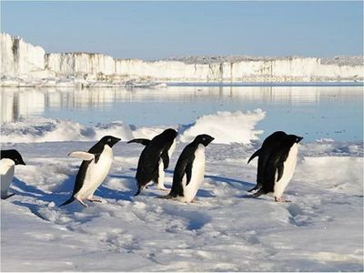 Descubren nuevas colonias de pingüino emperador en la Antártida