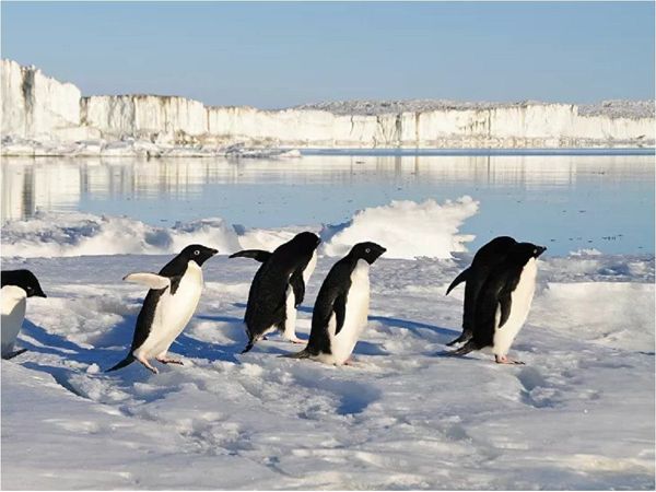 Descubren nuevas colonias de pingüino emperador en la Antártida
