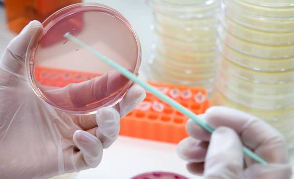 Descubren estrategia eficaz frente a bacterias resistentes a los antibióticos » Ñanduti